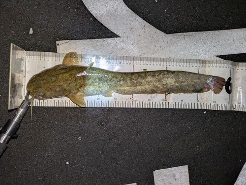 マナマズの釣果