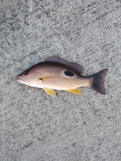 クロホシフエダイの釣果