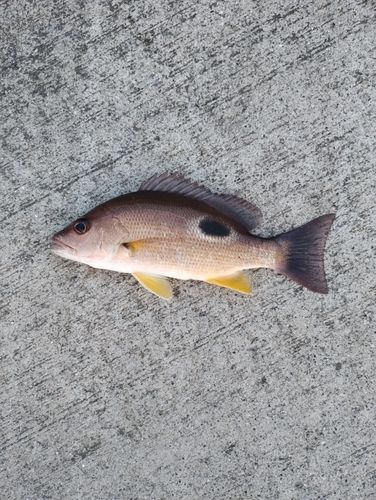 クロホシフエダイの釣果