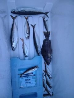 シマイサキの釣果