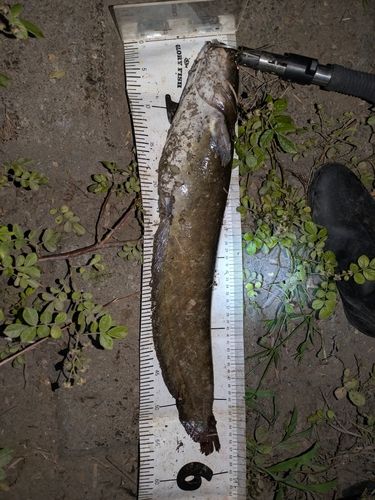 マナマズの釣果