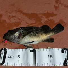 クロソイの釣果