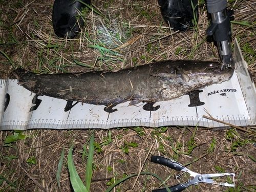 マナマズの釣果