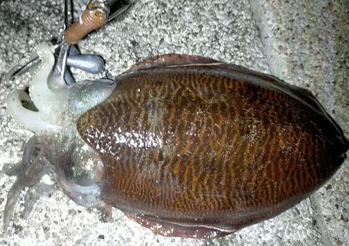 コウイカの釣果