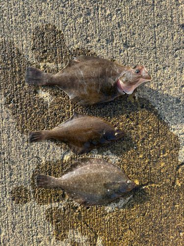 カレイの釣果