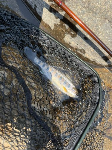 ヤマメの釣果