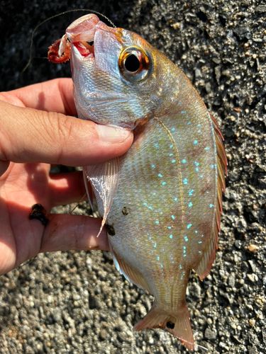 チャリコの釣果