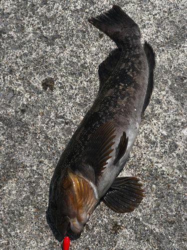 アブラコの釣果