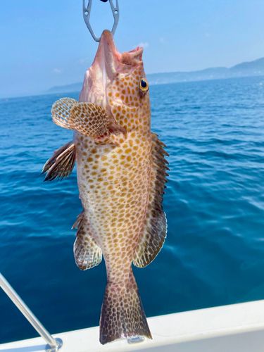 オオモンハタの釣果