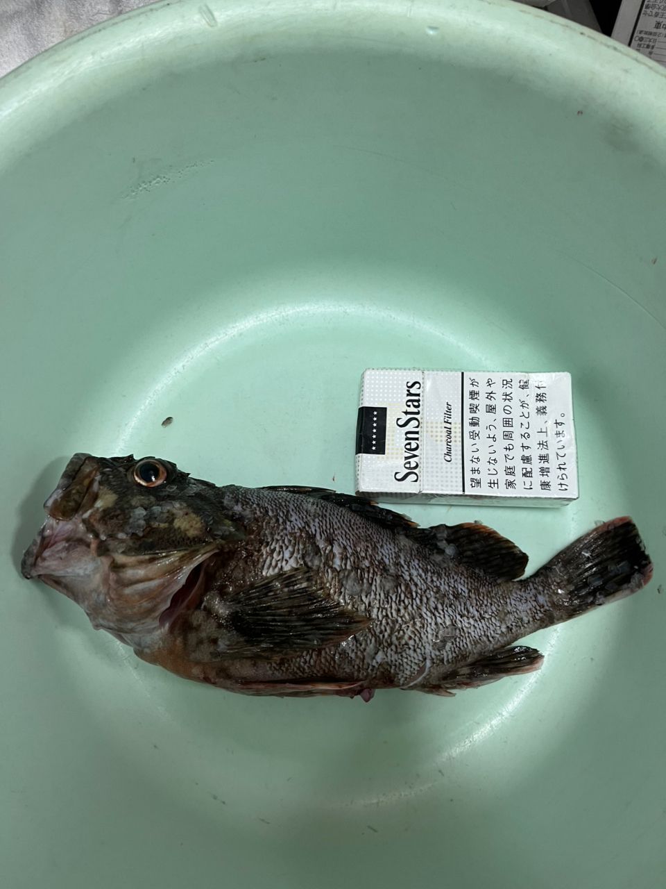 カサゴ