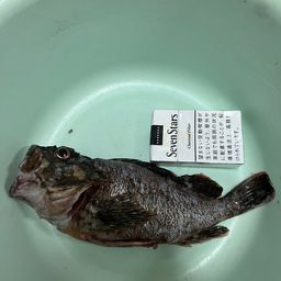 カサゴ