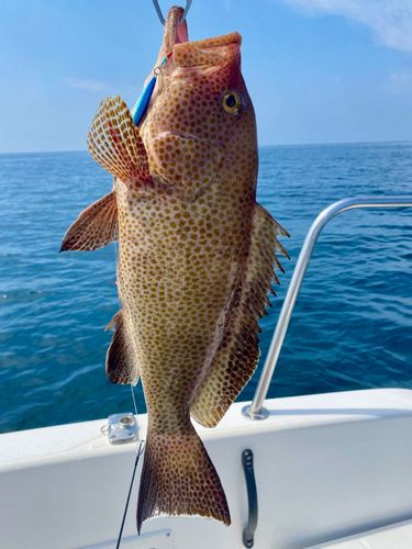 オオモンハタの釣果