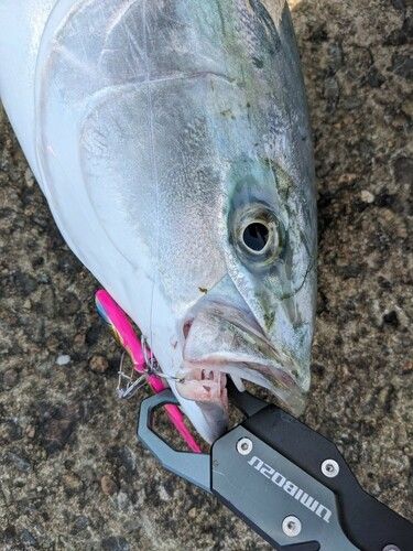 ワラサの釣果