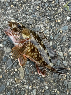 カサゴの釣果