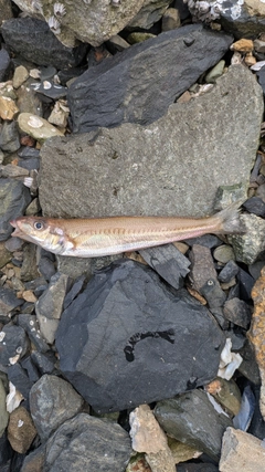 キスの釣果