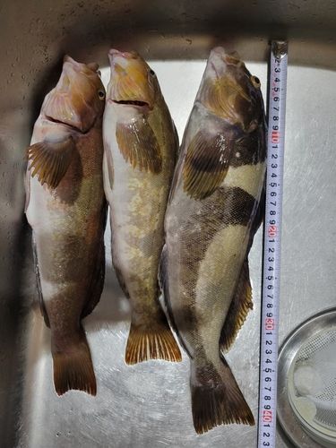 アイナメの釣果