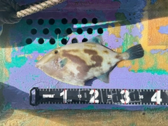 ウマヅラハギの釣果