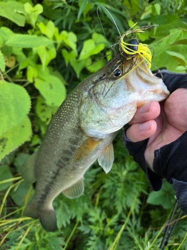 ブラックバスの釣果