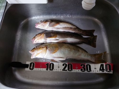 アイナメの釣果