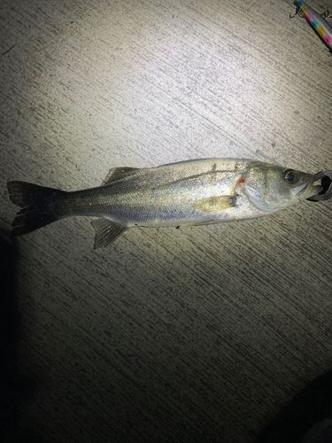 セイゴ（マルスズキ）の釣果