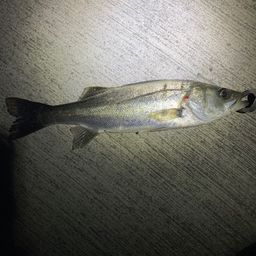 セイゴ（マルスズキ）