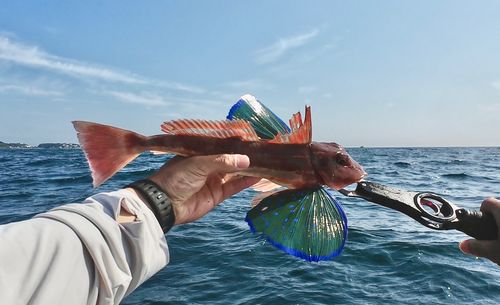 ホウボウの釣果
