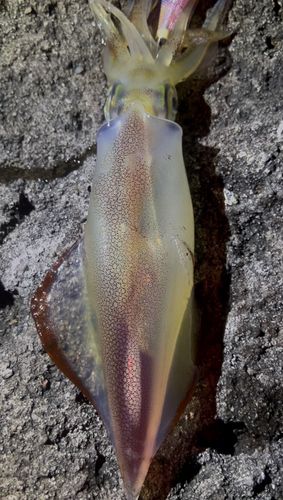 ケンサキイカの釣果