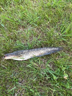ナマズの釣果