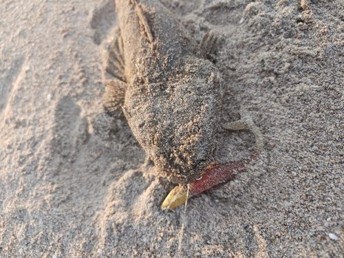 マゴチの釣果