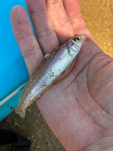 キスの釣果