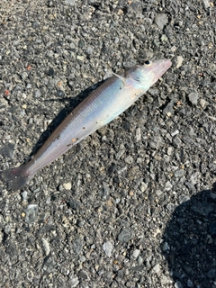 シロギスの釣果