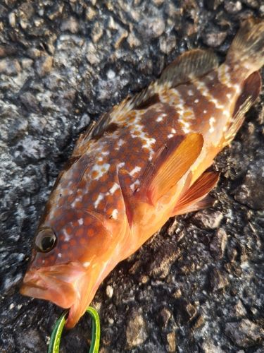 キジハタの釣果