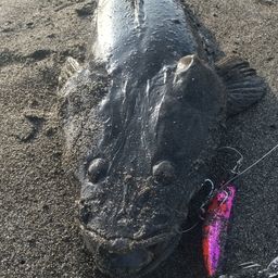 マゴチ