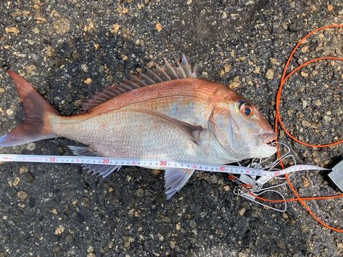 タイの釣果