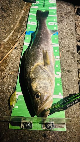 シーバスの釣果
