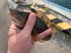 アイナメの釣果