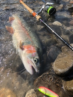 ニジマスの釣果