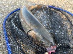 ウグイの釣果