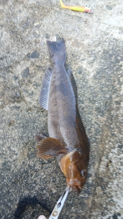 アイナメの釣果