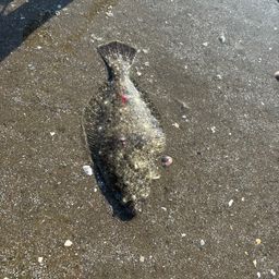 ヒラメ
