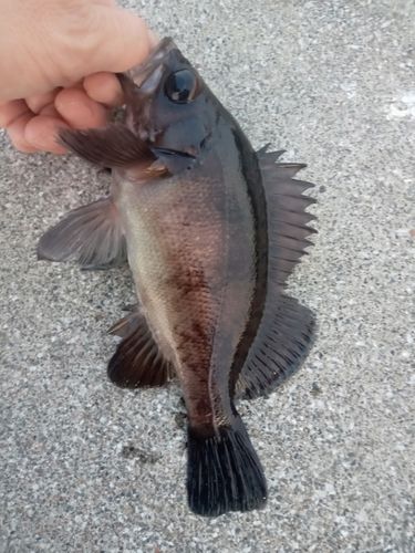 メバルの釣果