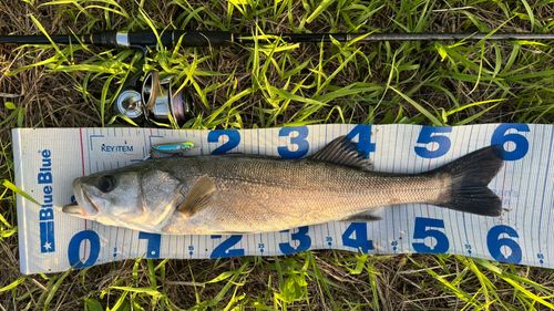 マルスズキの釣果