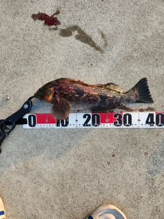 アイナメの釣果