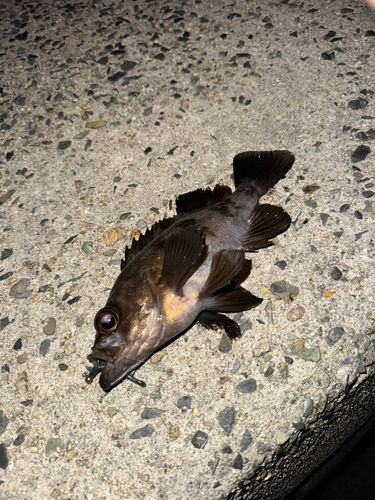 シロメバルの釣果