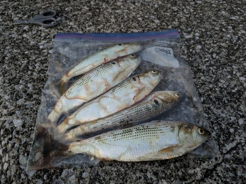 コノシロの釣果