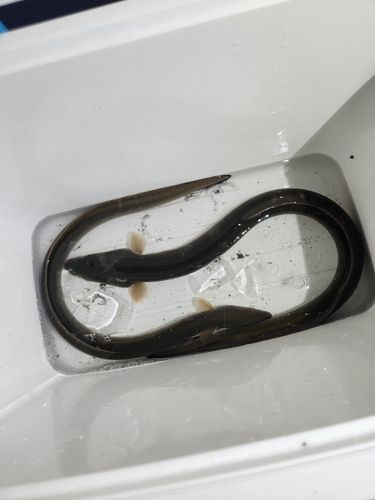 ニホンウナギの釣果