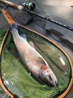 ニジマスの釣果