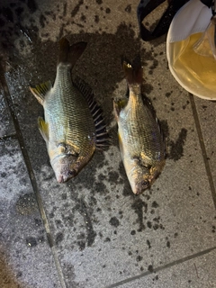 クロダイの釣果