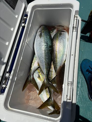 イナダの釣果