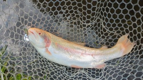 アルビノニジマスの釣果